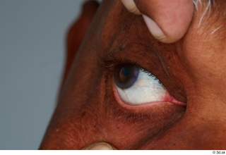 HD Eyes Gael Casaus eye eyebrow eyelash iris pupil skin…